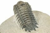 Detailed Crotalocephalina Trilobite - Atchana, Morocco #252412-1